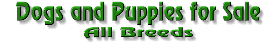 Dogs & Puppies for Sale