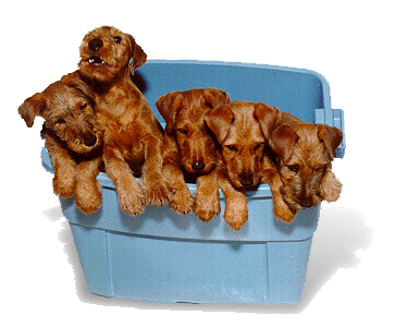 Corkadoon Puppies