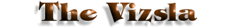 Vizslas, Vizsla puppies