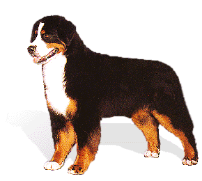Bernese Mountain Dog and dog picture.