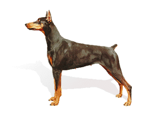 Doberman picture