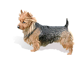 Australian Terrier picture