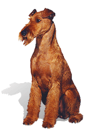 An Irish Terrier Bitch