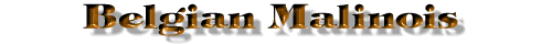 Belgian Malinois Title